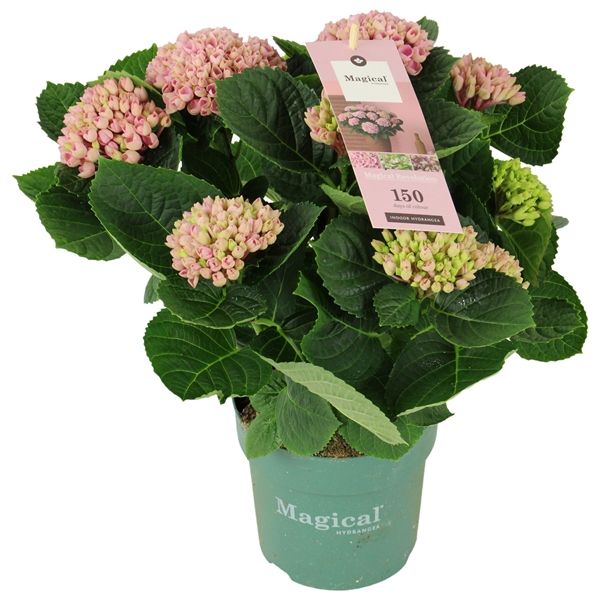 Горшечные цветы и растения оптом Hydrangea Ma Magical Revolution Rose 7+ от 6шт из Голландии с доставкой по России