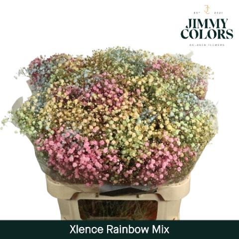 Срезанные цветы оптом Gyps large paint magic rainbow от 25шт из Голландии с доставкой по России