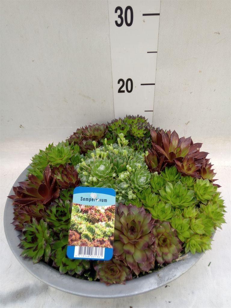 Горшечные цветы и растения оптом Sempervivum   ... от 1шт из Голландии с доставкой по России