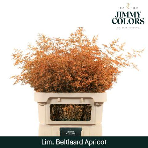 Срезанные цветы оптом Limonium beltlaard paint apricot от 25шт из Голландии с доставкой по России