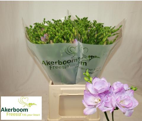 Срезанные цветы оптом Freesia do romantic lavender от 100шт из Голландии с доставкой по России