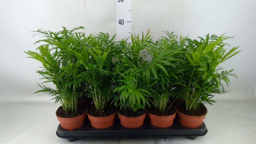Горшечные цветы и растения оптом Chamaedorea Elegans от 10шт из Голландии с доставкой по России