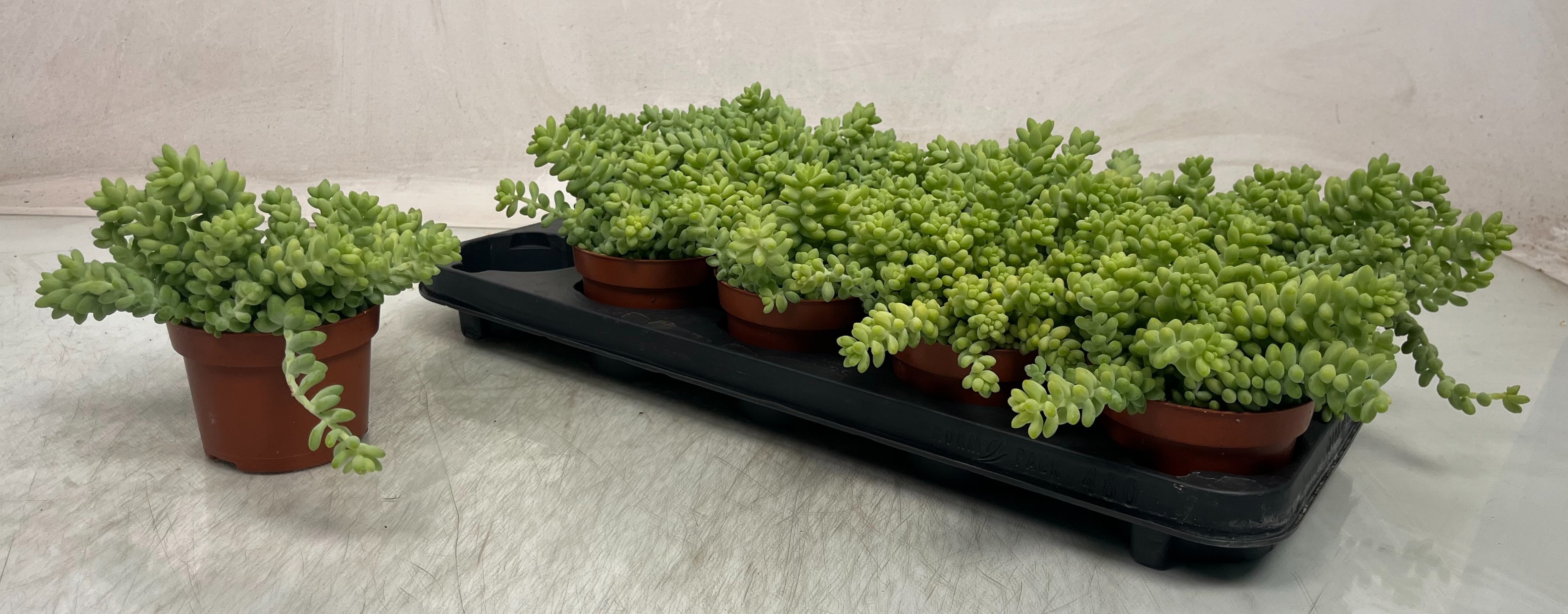 Горшечные цветы и растения оптом Sedum Burrito от 10шт из Голландии с доставкой по России