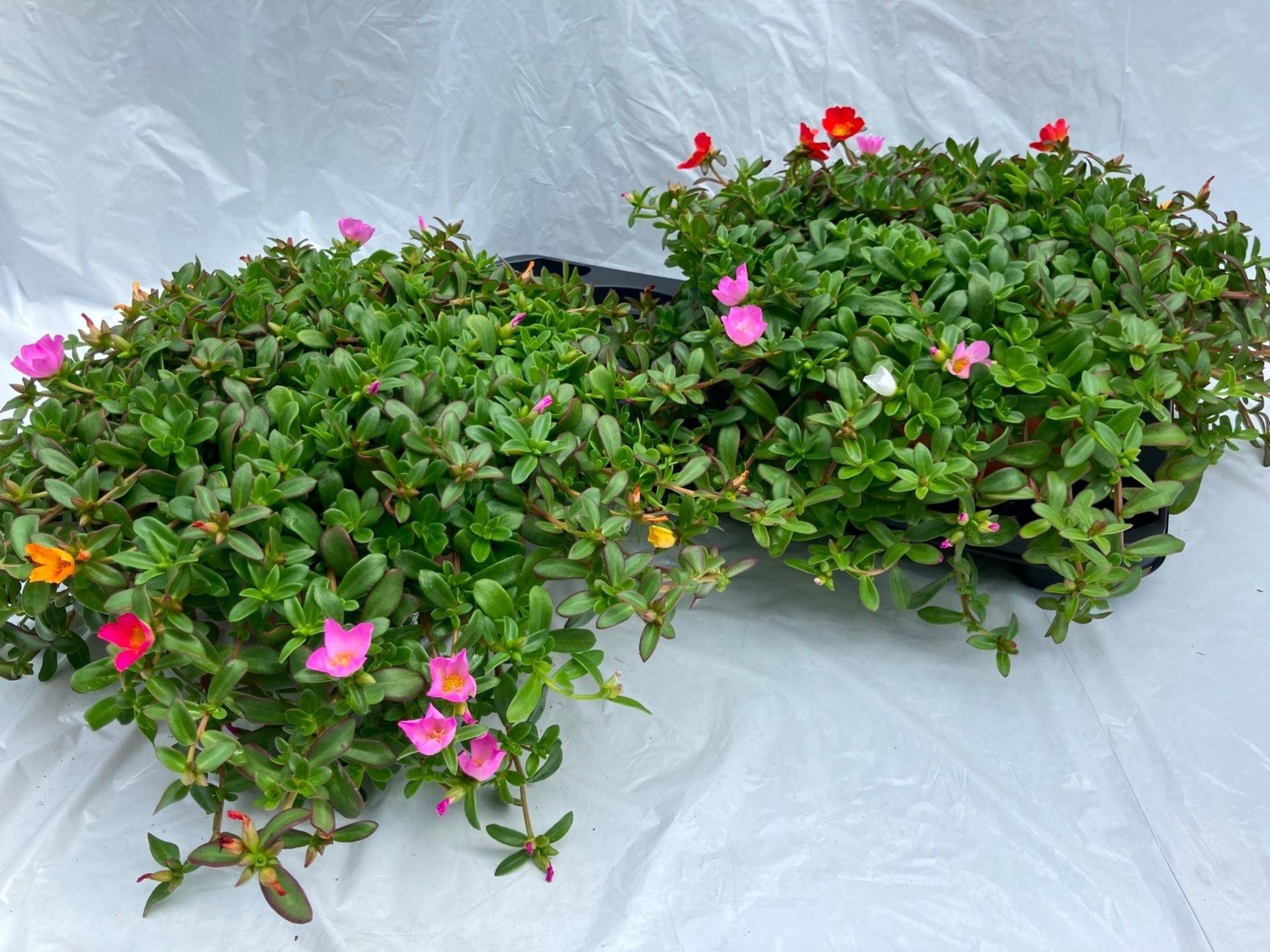 Горшечные цветы и растения оптом Portulaca   ... от 2шт из Голландии с доставкой по России