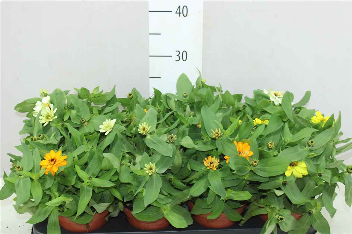 Горшечные цветы и растения оптом Zinnia Gemengd от 8шт из Голландии с доставкой по России