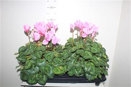 Горшечные цветы и растения оптом Cyclamen Xl Neon Flamed от 2шт (для телеги) из Голландии с доставкой по России