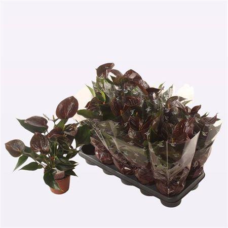 Горшечные цветы и растения оптом Anthu An C Chocolate 4+ от 10шт из Голландии с доставкой по России