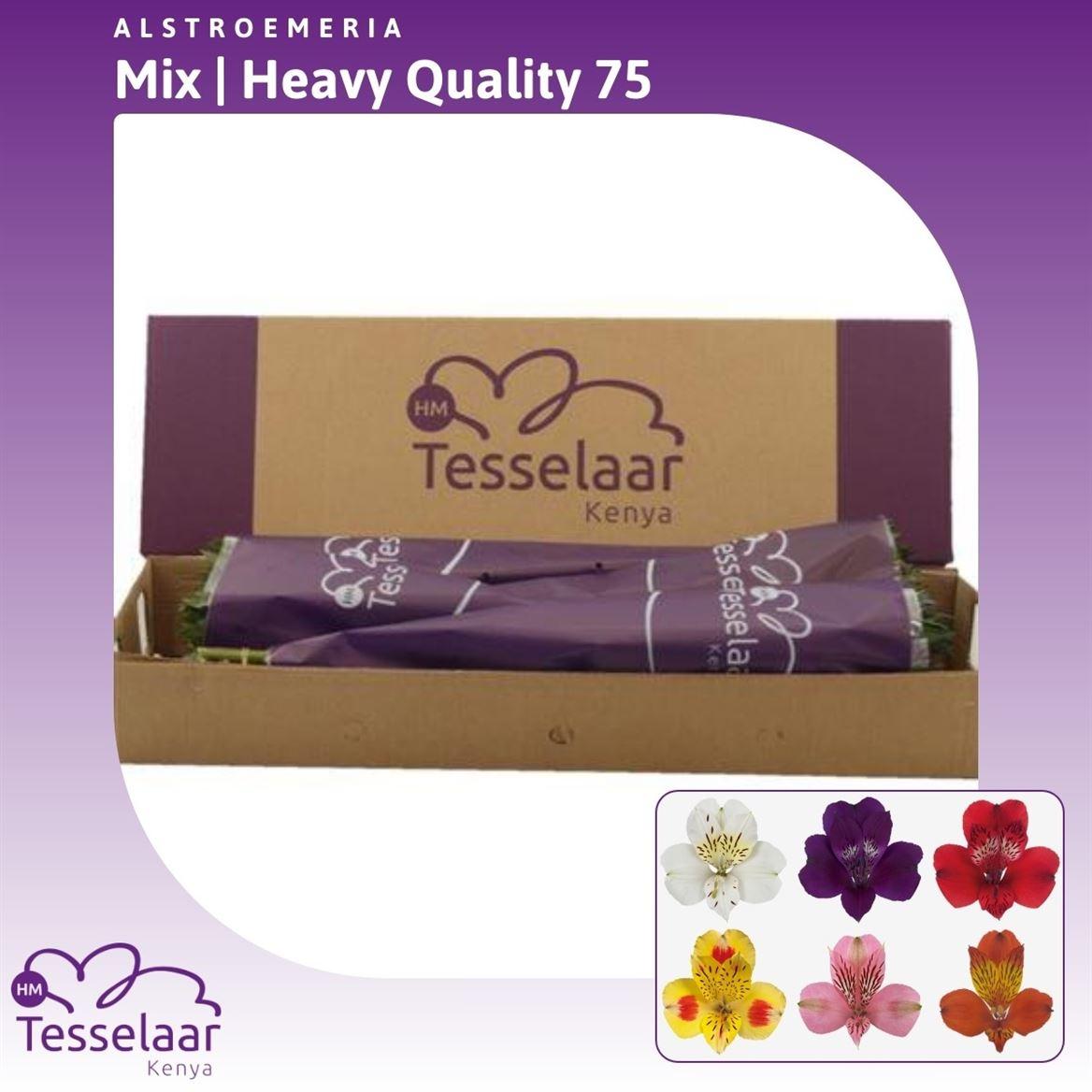 Срезанные цветы оптом Alstroemeria mix in bucket от 120шт из Голландии с доставкой по России