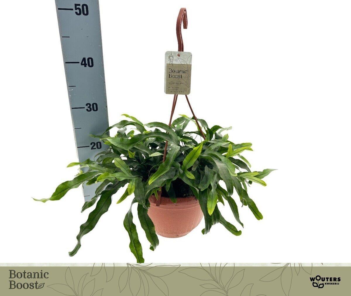 Горшечные цветы и растения оптом Micros Diversifolium от 1шт из Голландии с доставкой по России