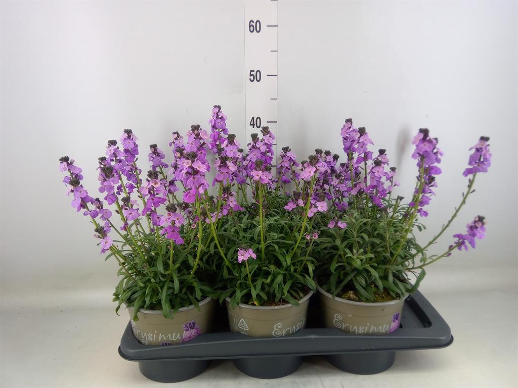 Горшечные цветы и растения оптом Erysimum Linifolium от 6шт из Голландии с доставкой по России