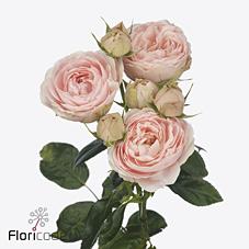 Срезанные цветы оптом Rosa spray silva sweet+ от 12шт из Голландии с доставкой по России