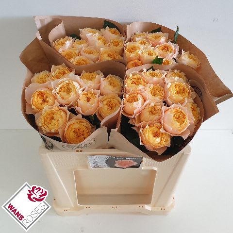 Срезанные цветы оптом Rosa garden golden vuvuzela от 40шт из Голландии с доставкой по России