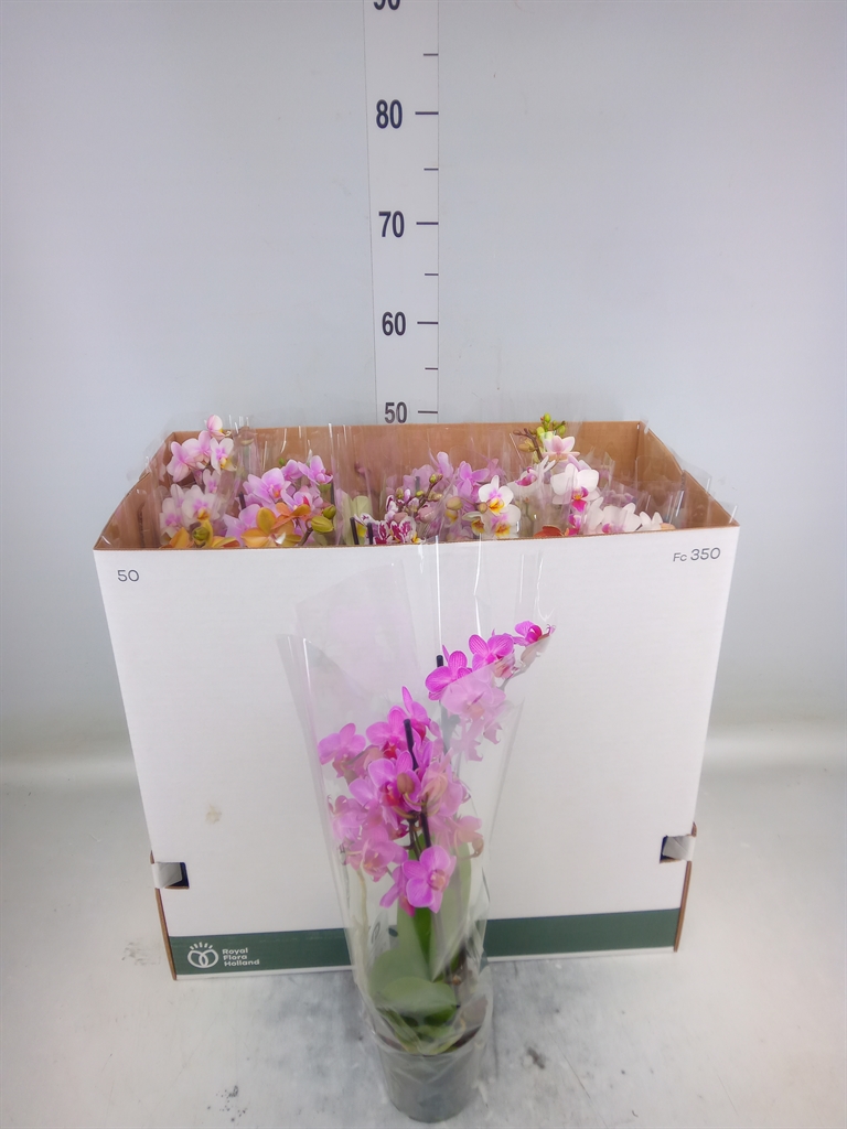 Горшечные цветы и растения оптом Phalaenopsis Multi.   ...mix  8 от 12шт из Голландии с доставкой по России