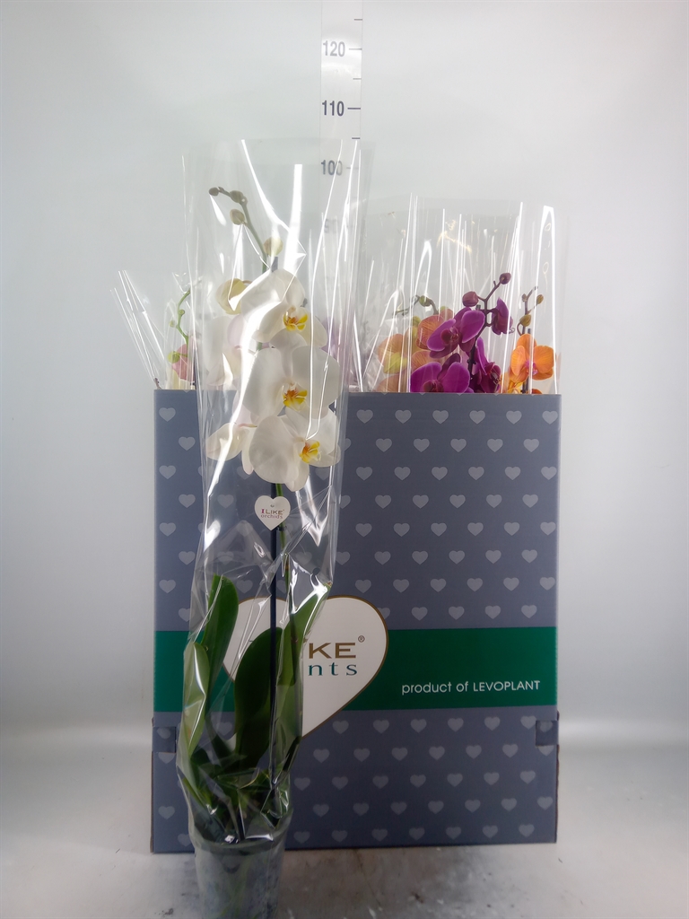 Горшечные цветы и растения оптом Phalaenopsis   ...mix от 12шт' из Голландии с доставкой по России