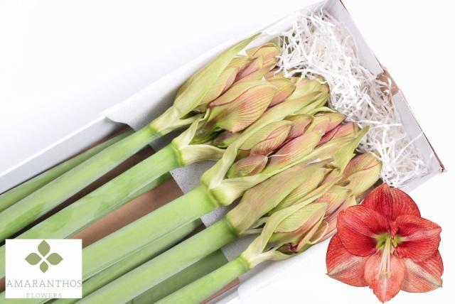 Срезанные цветы оптом Hippeastrum coral flame от 10шт из Голландии с доставкой по России