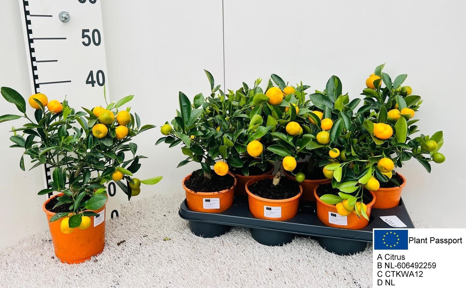 Горшечные цветы и растения оптом Citr Microcarpa от 6шт (для телеги) из Голландии с доставкой по России