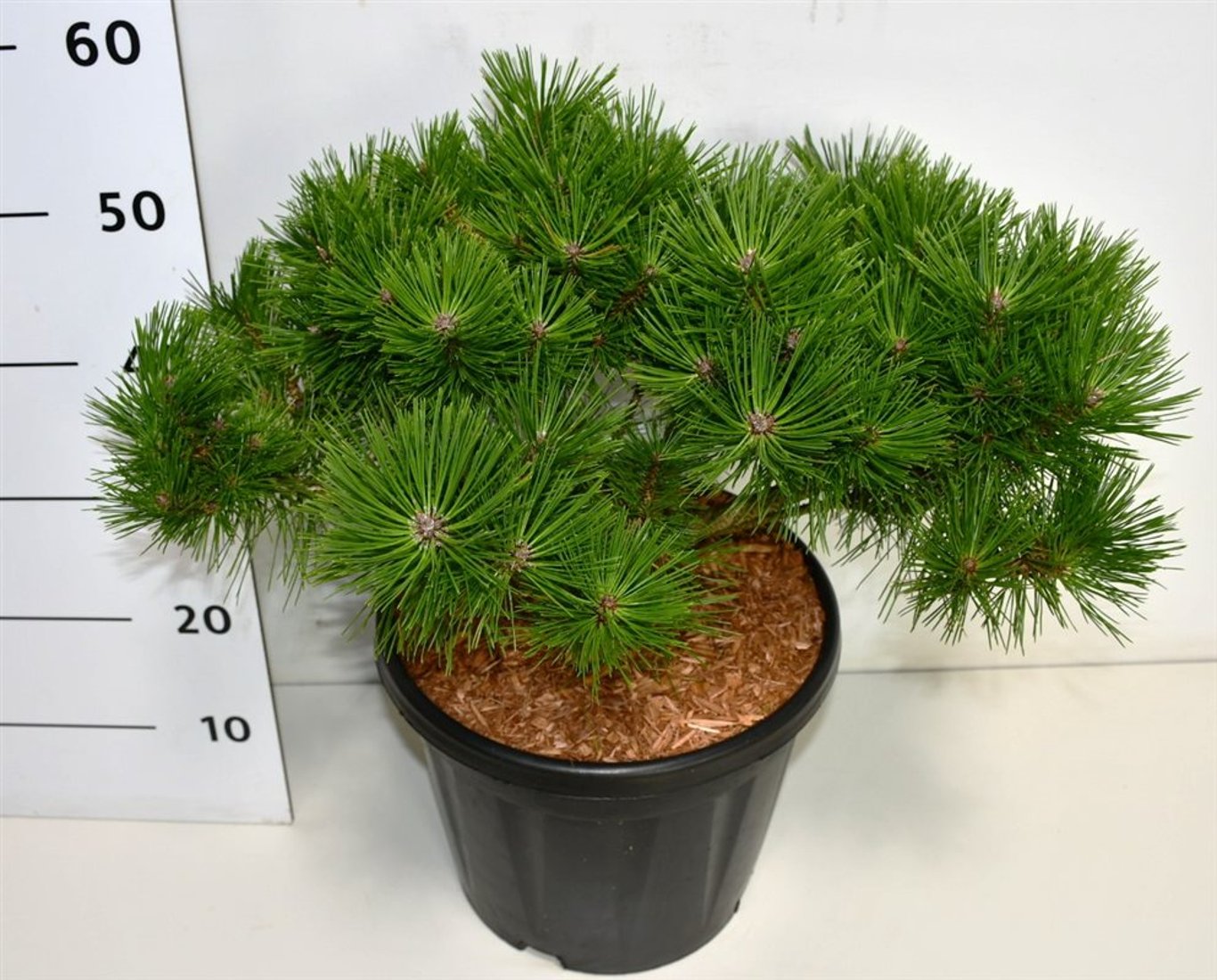 Горшечные цветы и растения оптом Pinus Dens Low Glow от 1шт из Голландии с доставкой по России