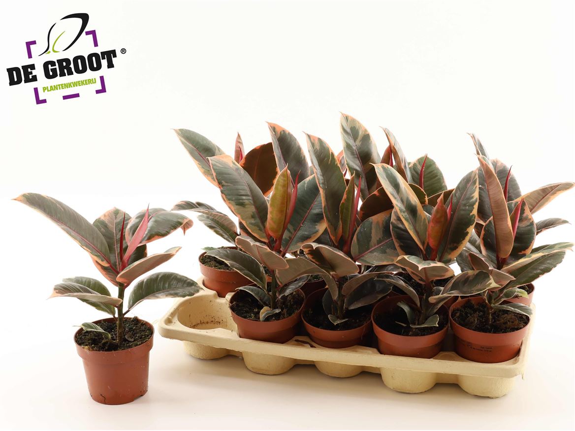 Горшечные цветы и растения оптом Ficus El Belize от 10шт из Голландии с доставкой по России