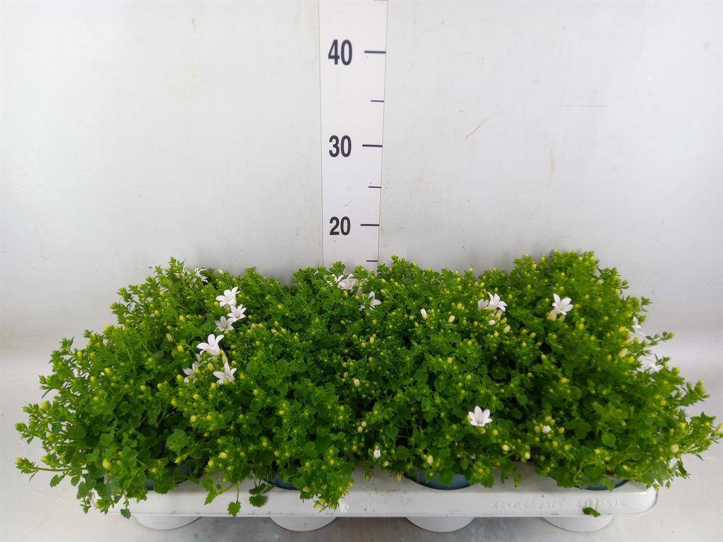 Горшечные цветы и растения оптом Campanula Porten. от 8шт (для телеги) из Голландии с доставкой по России