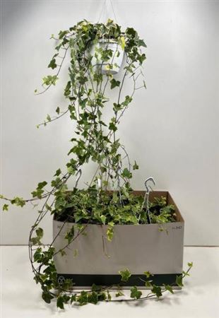 Горшечные цветы и растения оптом Hed He Goldchild 130cm Rank от 4шт из Голландии с доставкой по России