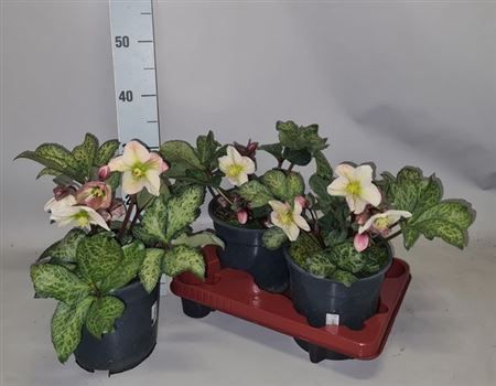 Горшечные цветы и растения оптом Hell Winter Moonbeam 15+ от 2шт из Голландии с доставкой по России