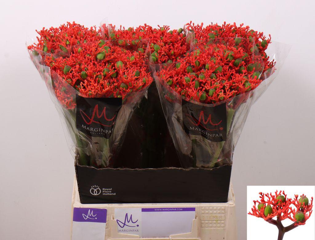 Срезанные цветы оптом Jatropha firecracker от 60шт из Голландии с доставкой по России