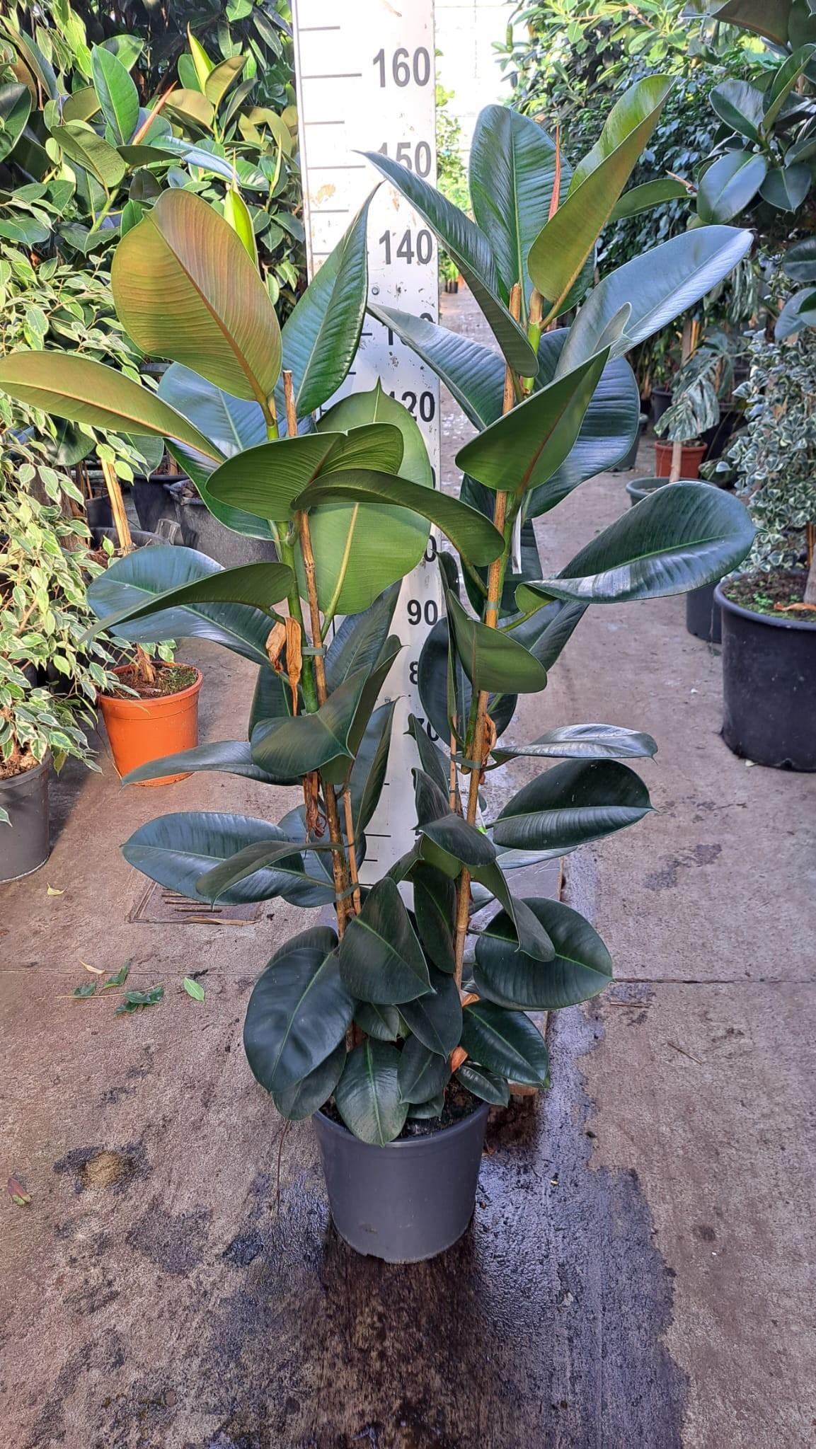 Горшечные цветы и растения оптом Ficus El Robusta 2pp от 1шт из Голландии с доставкой по России
