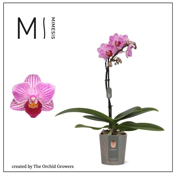 Горшечные цветы и растения оптом Phal Mini 1st Lotte 8+ (orchid Growers) от 20шт из Голландии с доставкой по России