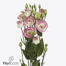 Срезанные цветы оптом Lisianthus do rosita pink picotee от 60шт. из Голландии с доставкой по России