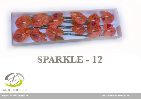 Срезанные цветы оптом Anthurium sparkle от 10шт. из Голландии с доставкой по России