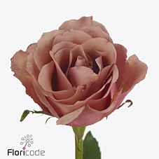Срезанные цветы оптом Rosa la moccachino от 60шт из Голландии с доставкой по России