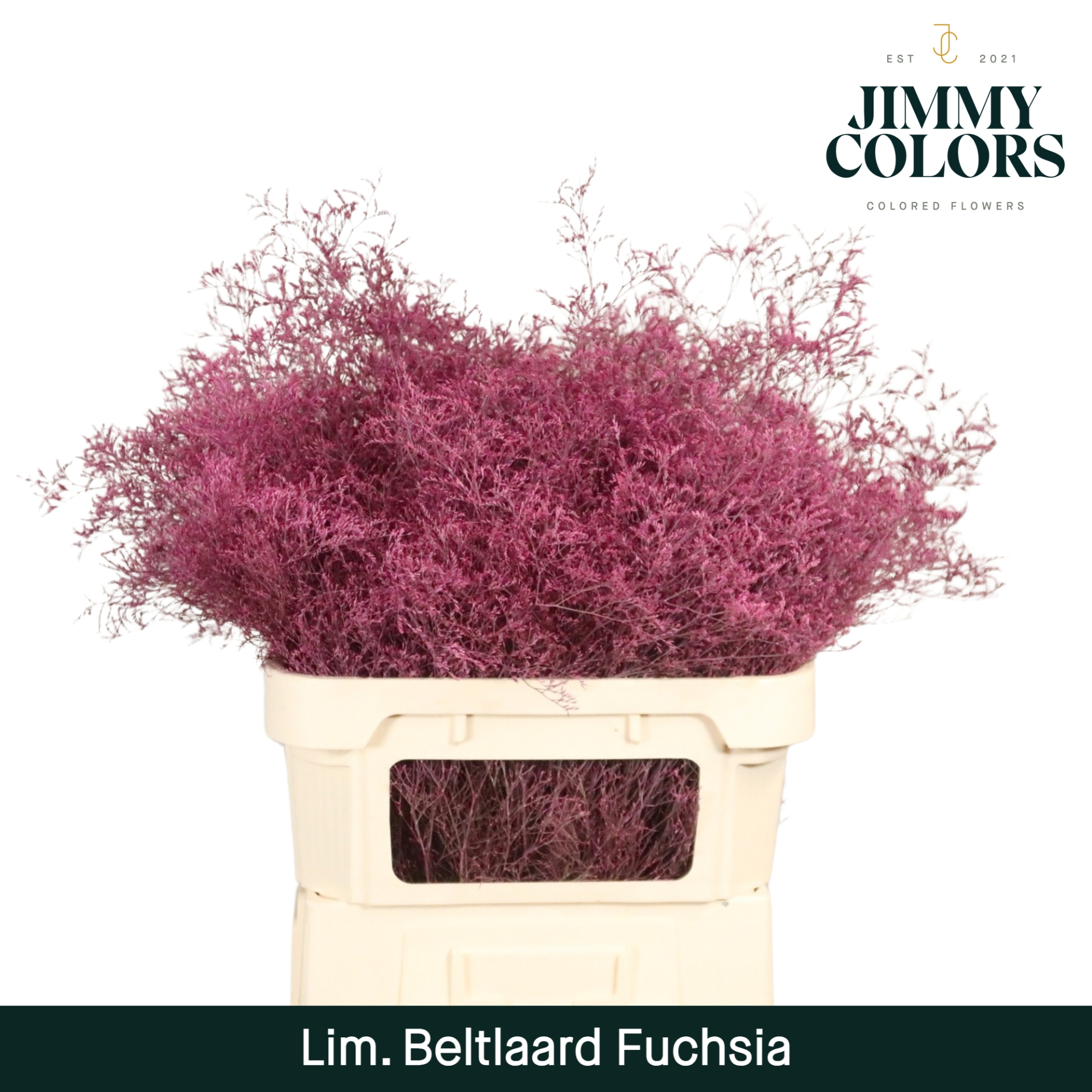 Срезанные цветы оптом Limonium beltlaard paint fuchsia от 25шт из Голландии с доставкой по России