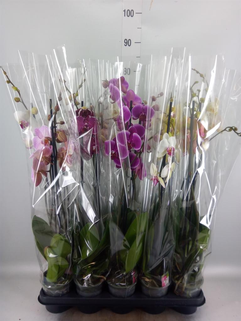 Горшечные цветы и растения оптом Phalaenopsis   ...mix  5 от 10шт из Голландии с доставкой по России