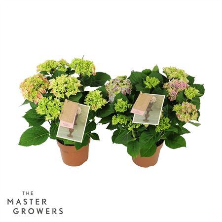 Горшечные цветы и растения оптом Hydrangea Ma Bicolor Mix 5+ от 6шт из Голландии с доставкой по России