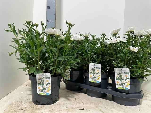 Горшечные цветы и растения оптом Leucanthemum Sweet Daisy Jane от 3шт из Голландии с доставкой по России