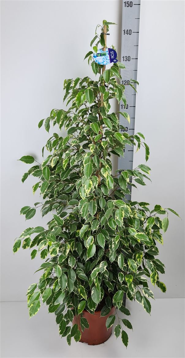 Горшечные цветы и растения оптом Ficus Be Golden King от 1шт из Голландии с доставкой по России