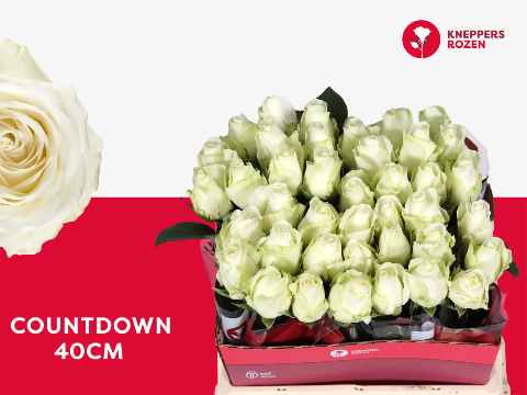 Срезанные цветы оптом Rosa la countdown от 40шт из Голландии с доставкой по России