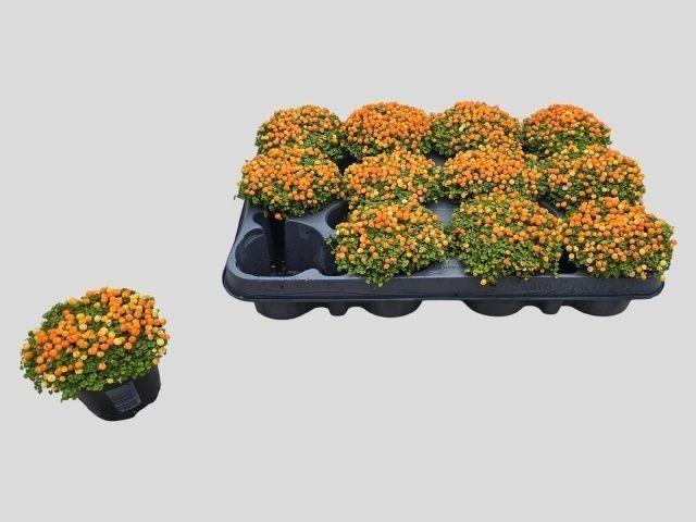 Горшечные цветы и растения оптом Nert Gr Astrid от 12шт (для телеги) из Голландии с доставкой по России