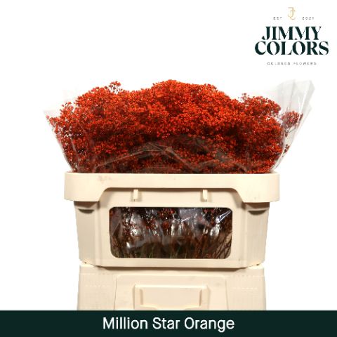 Срезанные цветы оптом Gyps fine paint orange от 25шт из Голландии с доставкой по России