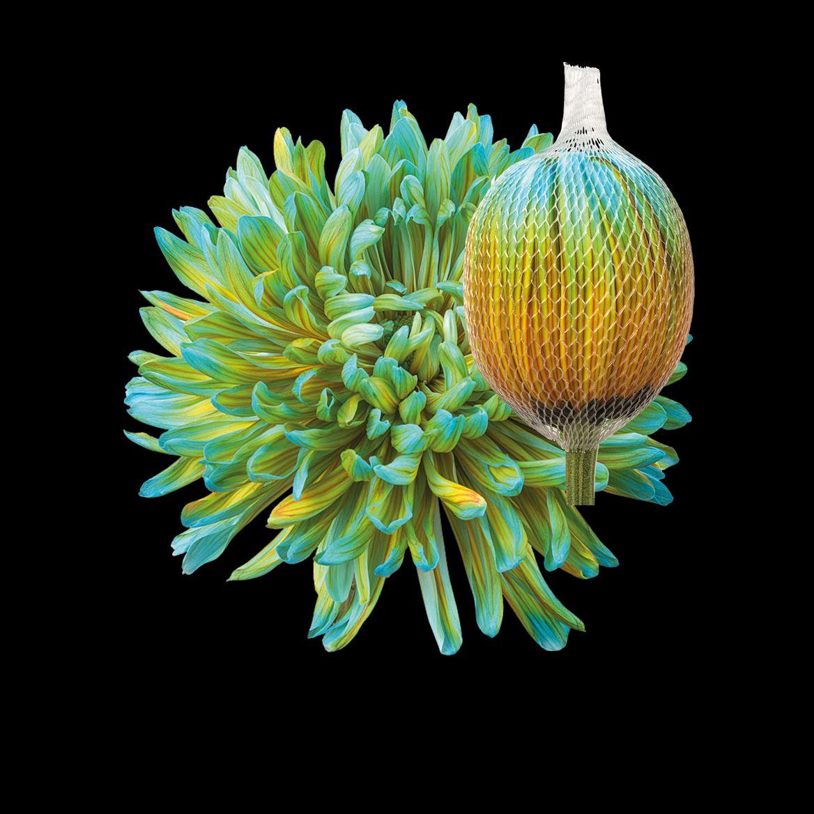 Срезанные цветы оптом Chrys bl paint antonov curacao от 40шт из Голландии с доставкой по России