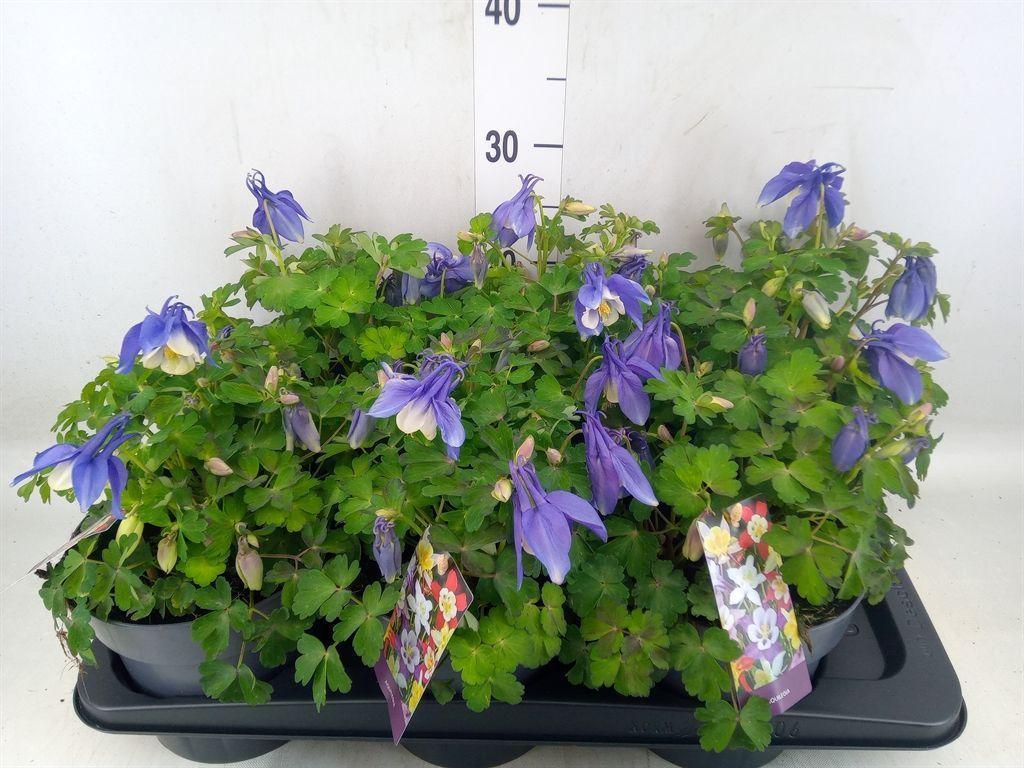Горшечные цветы и растения оптом Aquilegia Caerulea от 6шт из Голландии с доставкой по России