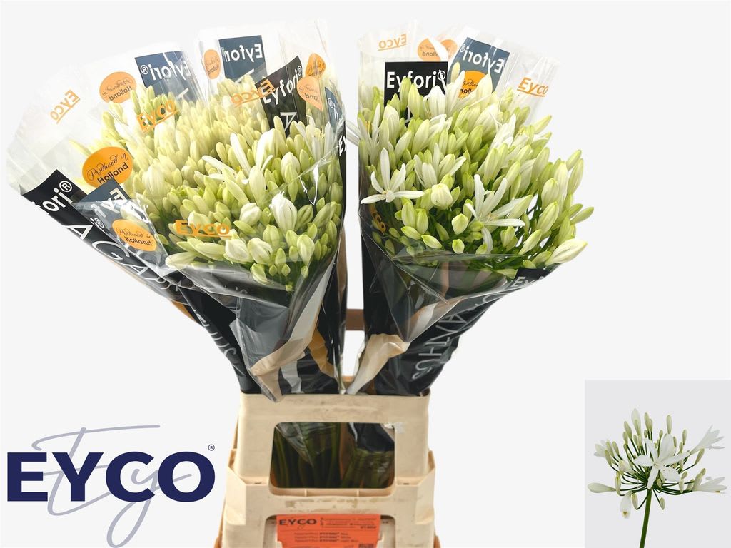Срезанные цветы оптом Agapanthus eyfori white - bianca perla от 50шт из Голландии с доставкой по России