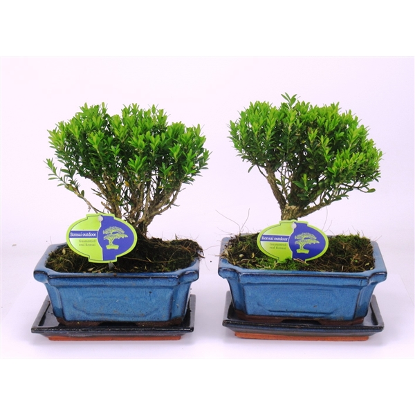 Горшечные цветы и растения оптом Bonsai Buxus Harlandii, 19 Cm Broom, With Driptray от 6шт из Голландии с доставкой по России