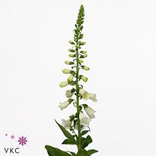 Срезанные цветы оптом Digitalis camelot white от 20шт из Голландии с доставкой по России