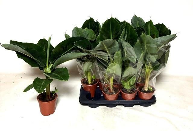 Горшечные цветы и растения оптом Musa Tropicana от 8шт из Голландии с доставкой по России