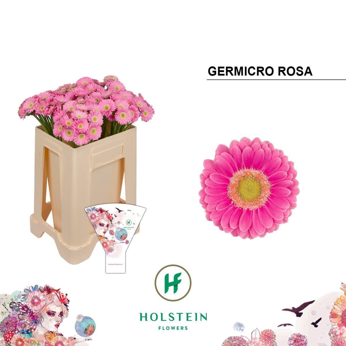 Срезанные цветы оптом Germini nano germicro rosa от 100шт из Голландии с доставкой по России