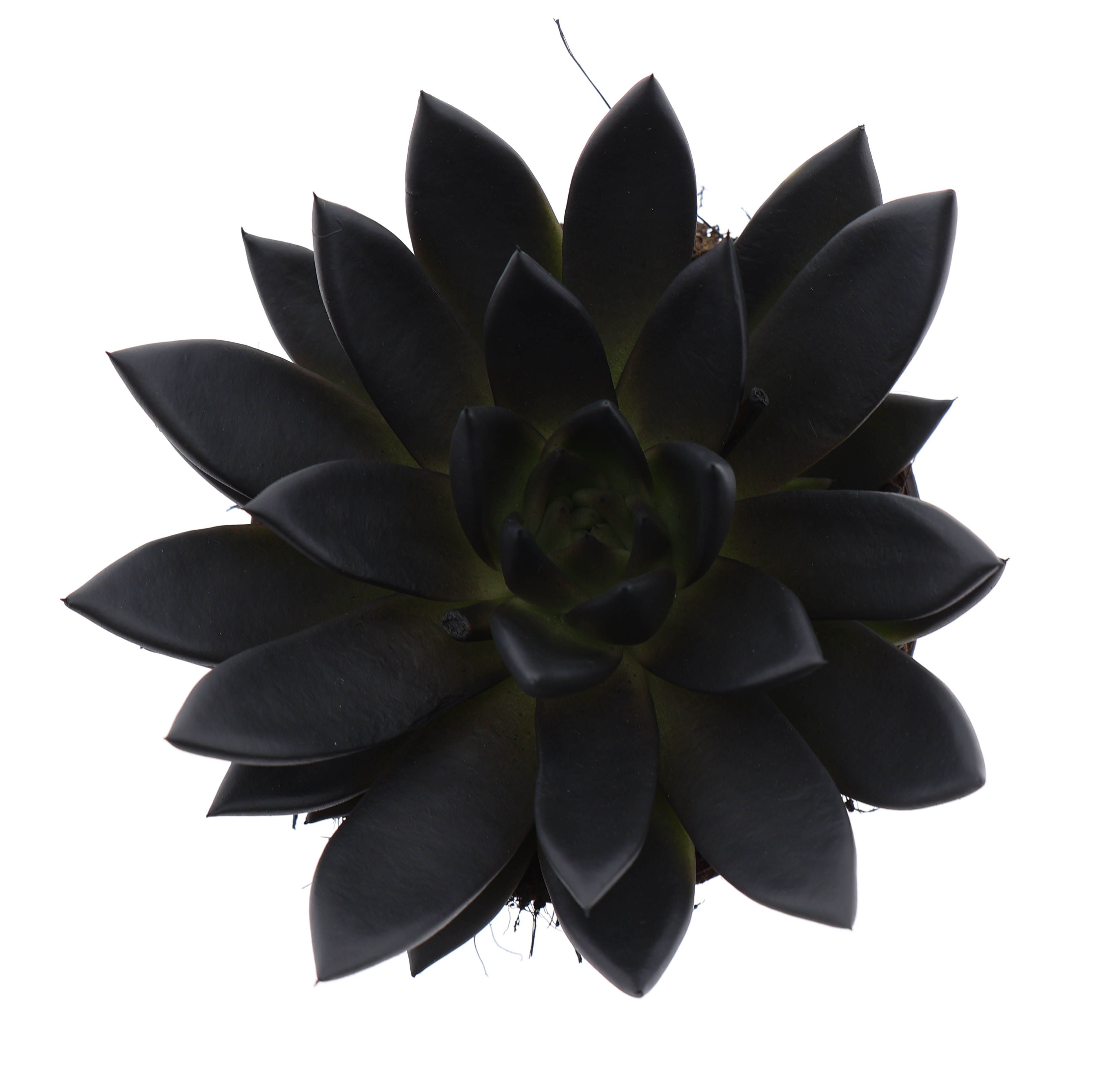 Горшечные цветы и растения оптом Echeveria Rainbow Deep Black от 6шт из Голландии с доставкой по России