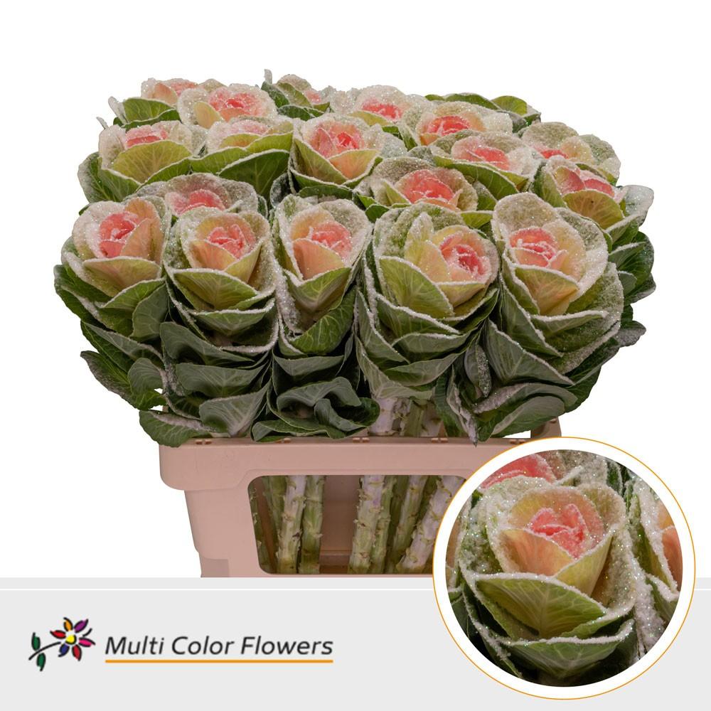 Срезанные цветы оптом Brassica paint natural heart marshmallow от 20шт из Голландии с доставкой по России