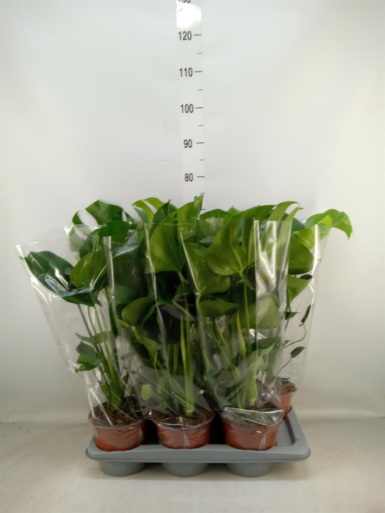 Горшечные цветы и растения оптом Monstera Delic. от 6шт из Голландии с доставкой по России