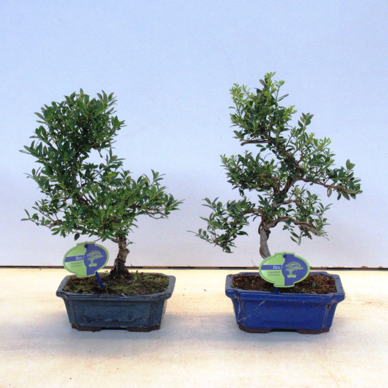 Горшечные цветы и растения оптом Bonsai Ilex Crenata, от 5шт из Голландии с доставкой по России